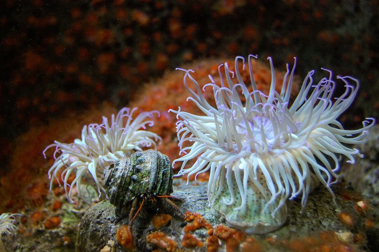 水族館的魚缸展架怎么做的好看（ 水族館魚缸多層設(shè)計(jì)圖） 恐龍王魚