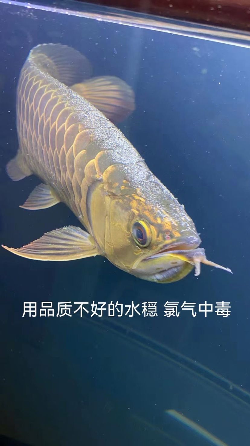 水穩(wěn)的選擇 也要慎重 觀賞魚論壇 第1張