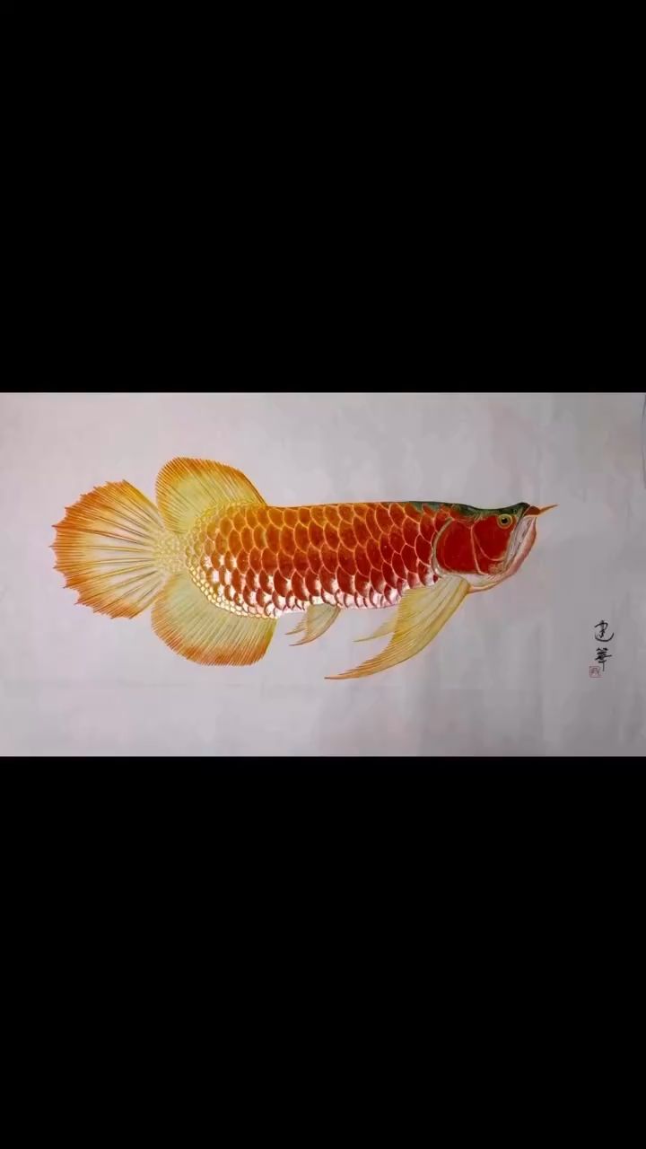 龍魚畫若溪 觀賞魚論壇