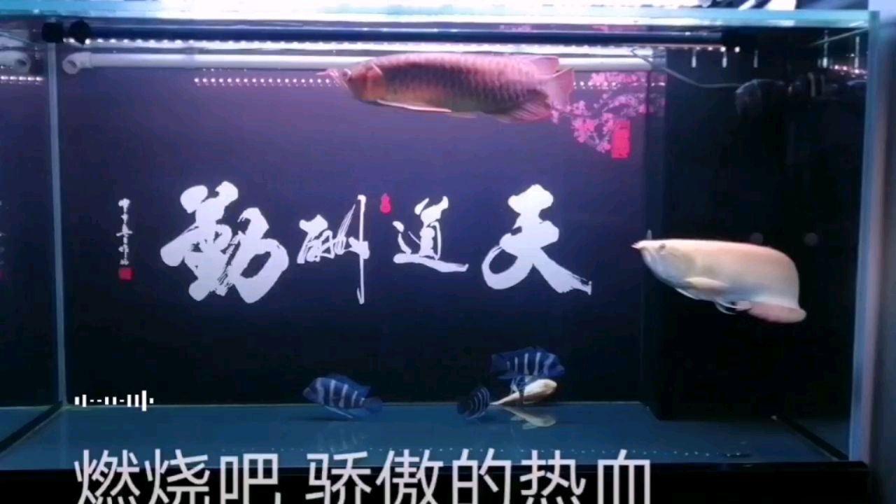 近期沒什么大的變化，慢慢養(yǎng)著 觀賞魚論壇