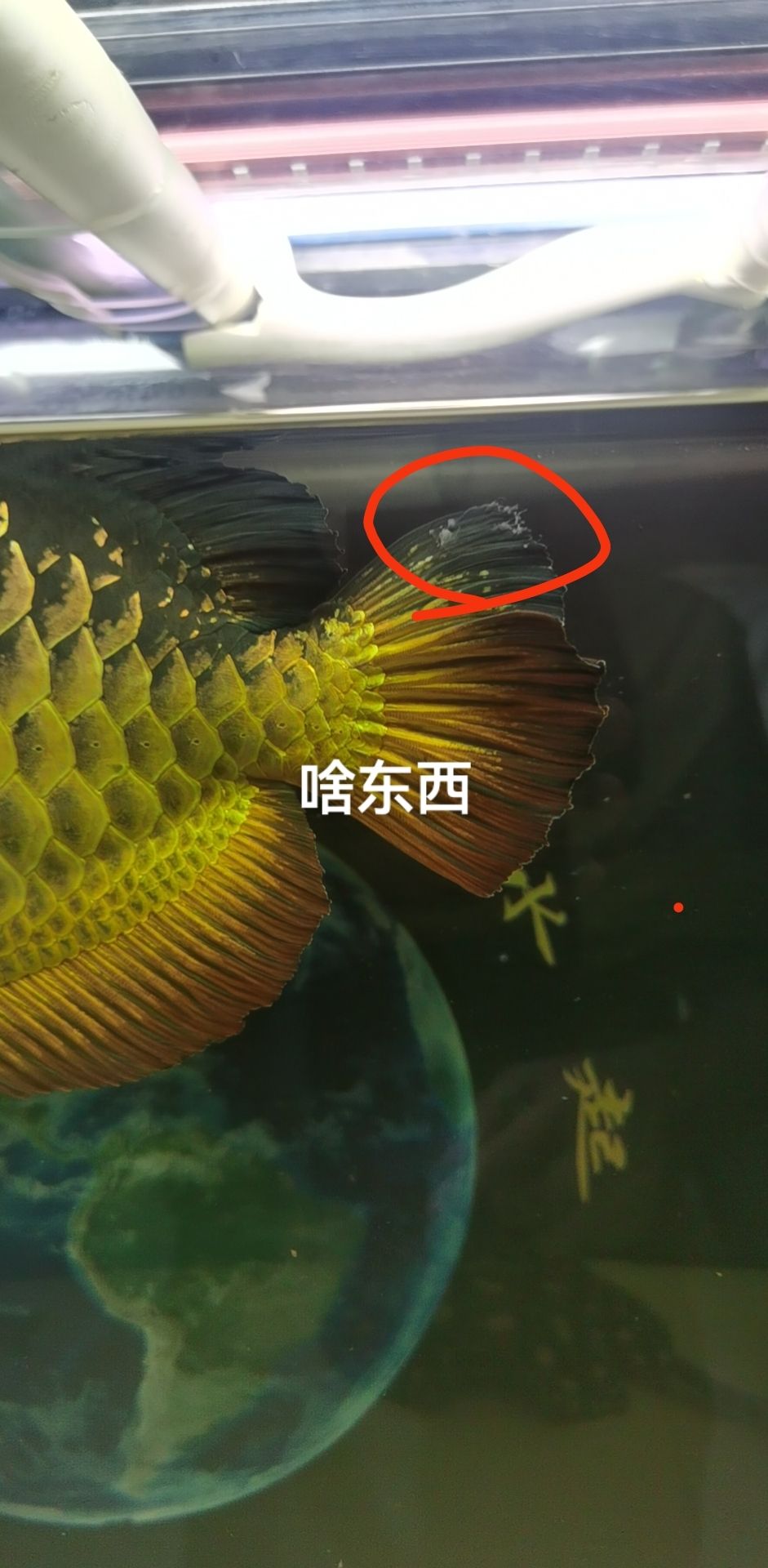 龍魚尾巴長(zhǎng)蟲！帶圖片 觀賞魚論壇