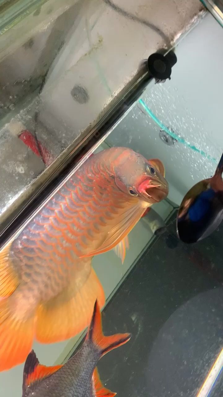 鯊魚嘴紅龍 觀賞魚論壇