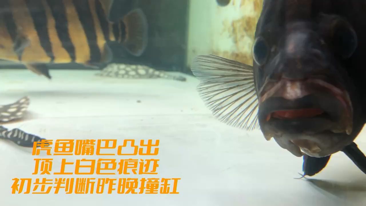 虎魚疾病分享：探索，交流，學習！ 觀賞魚論壇