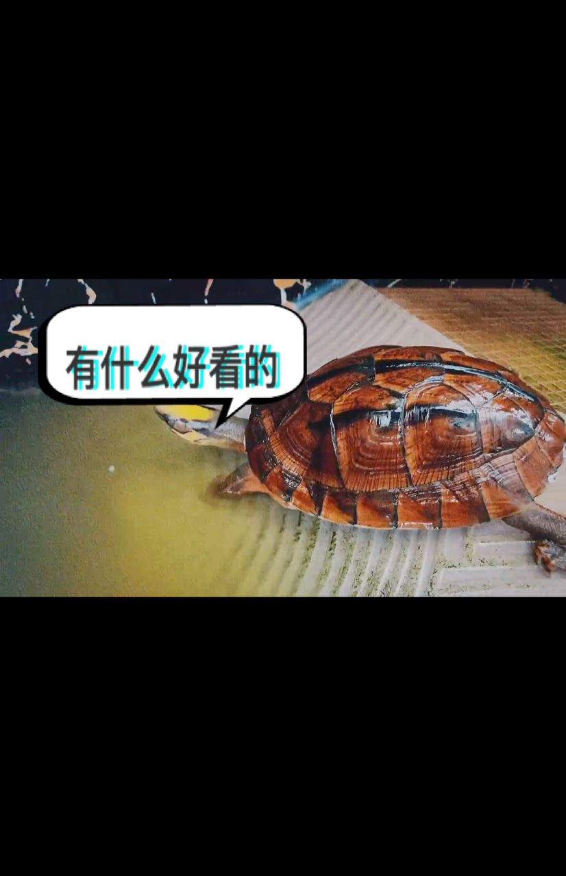 作為優(yōu)秀的模特，看到我就跑可不是你的作風(fēng) 觀賞魚論壇