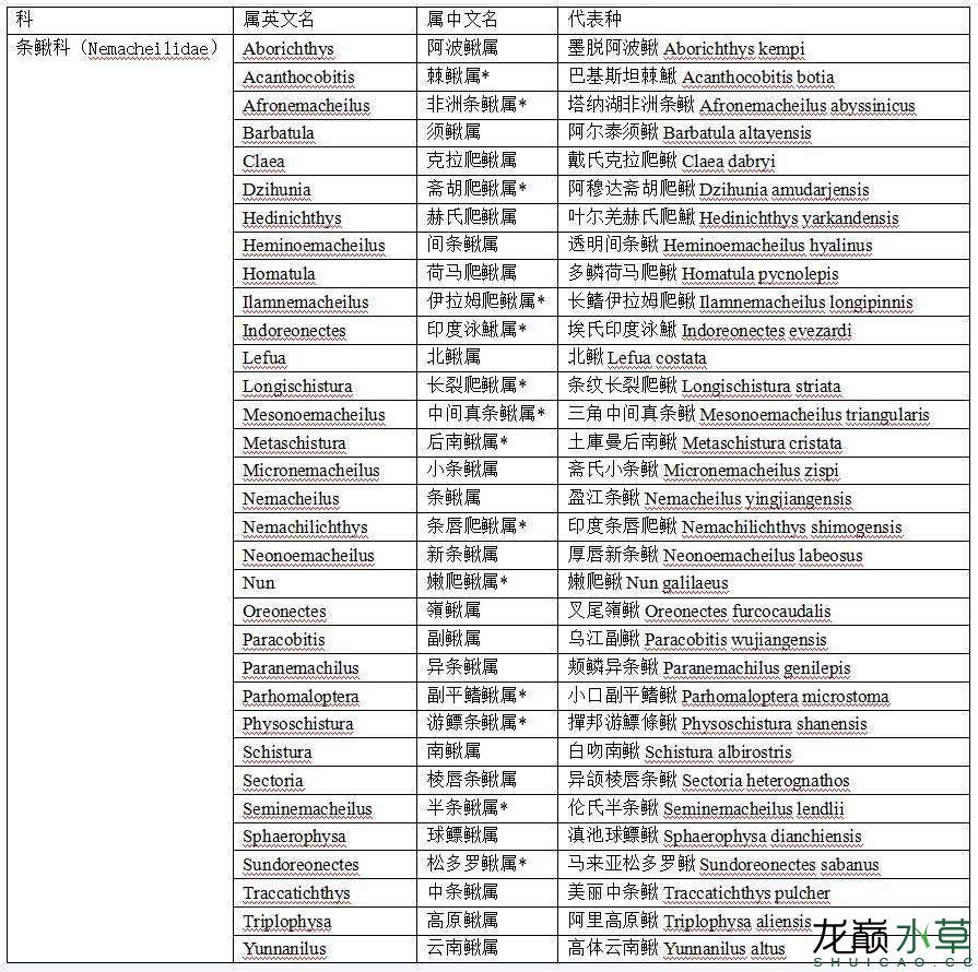 條鰍科高原鰍屬魚類匯總 觀賞魚論壇