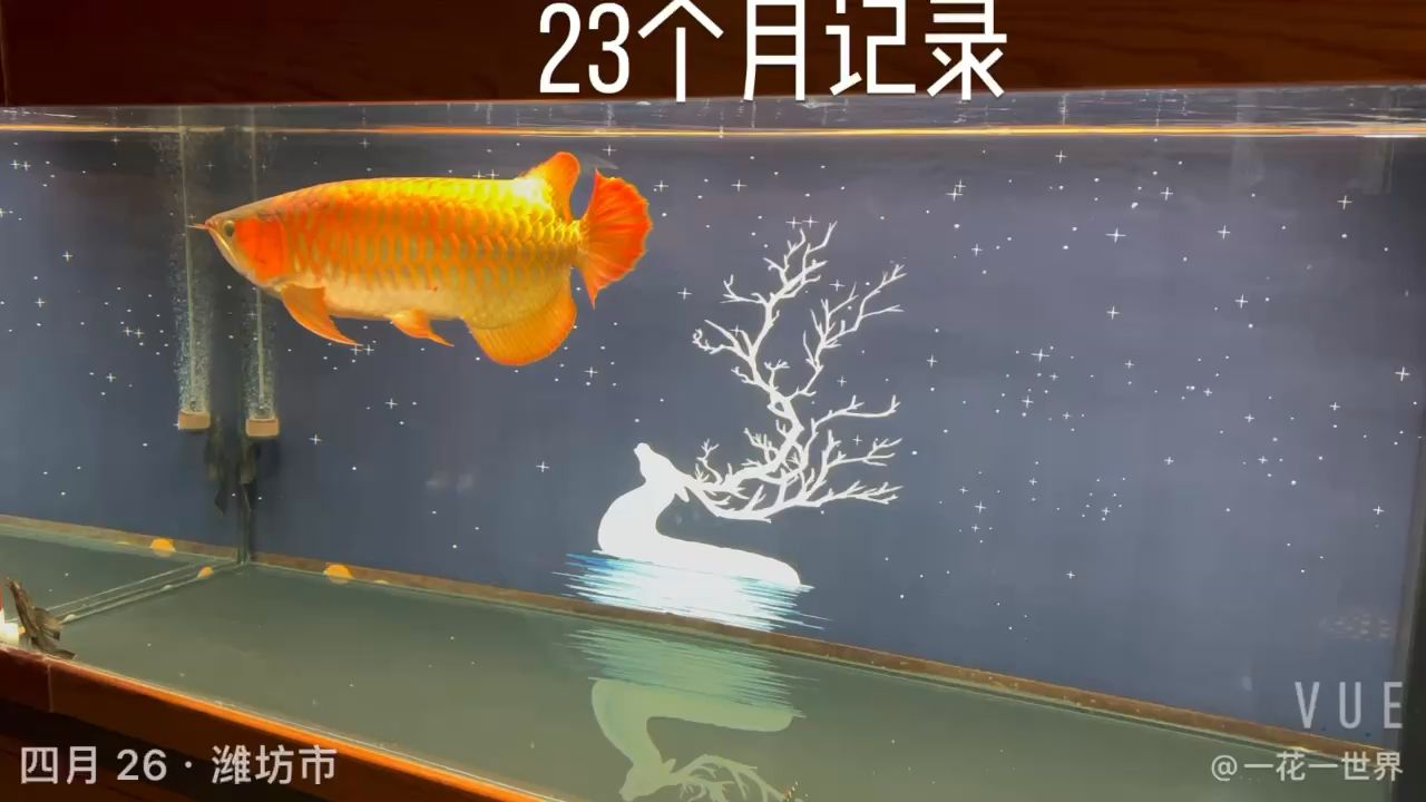 自然流派養(yǎng)魚還是舒服 觀賞魚論壇