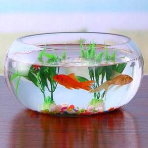 金魚缸圖片大全家用(金魚缸圖片大全家用圖) 孵化器 第2張