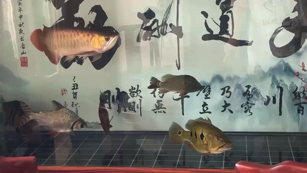 不會發(fā)色的紅龍 觀賞魚論壇