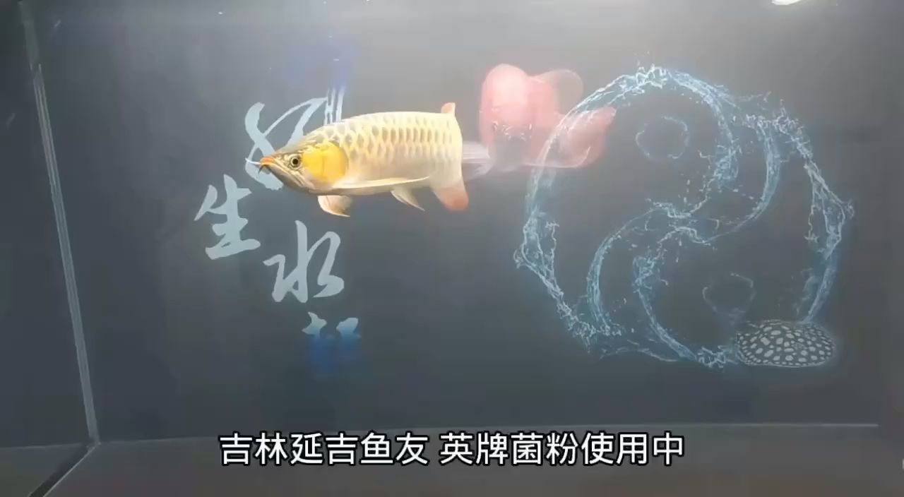 歡迎來體驗 觀賞魚論壇