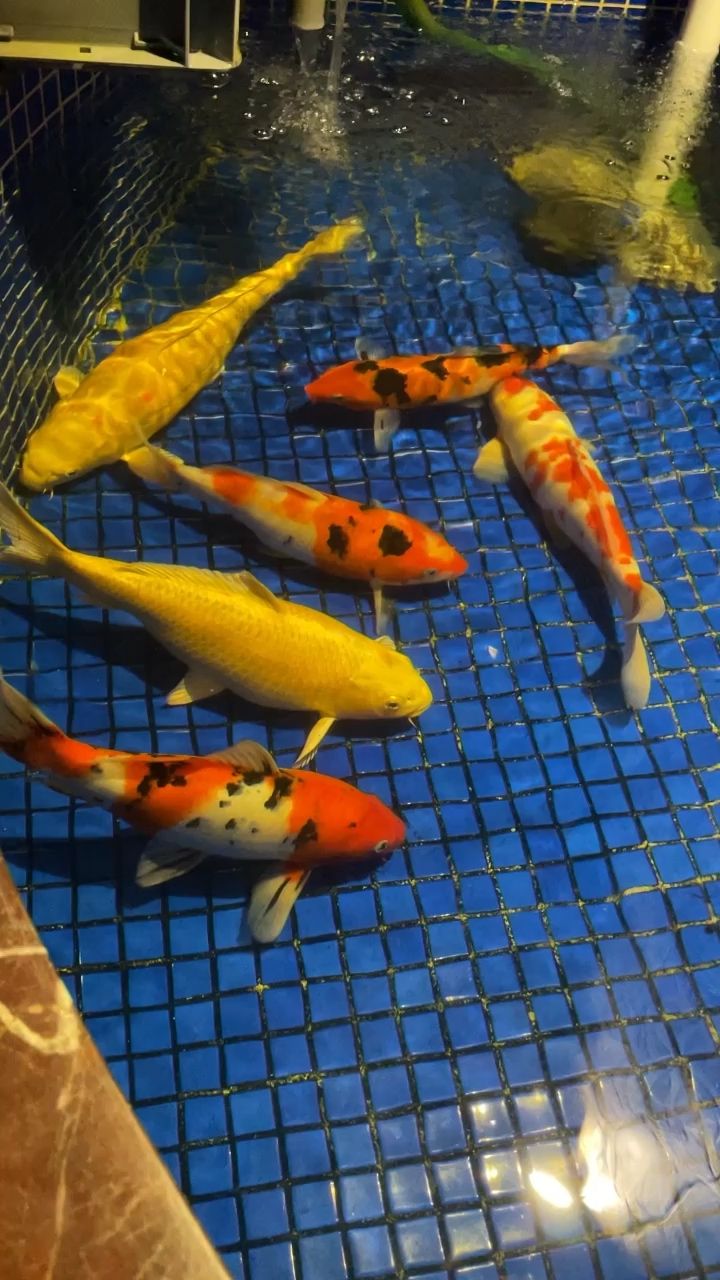 養(yǎng)了一年白眼狼 觀賞魚論壇