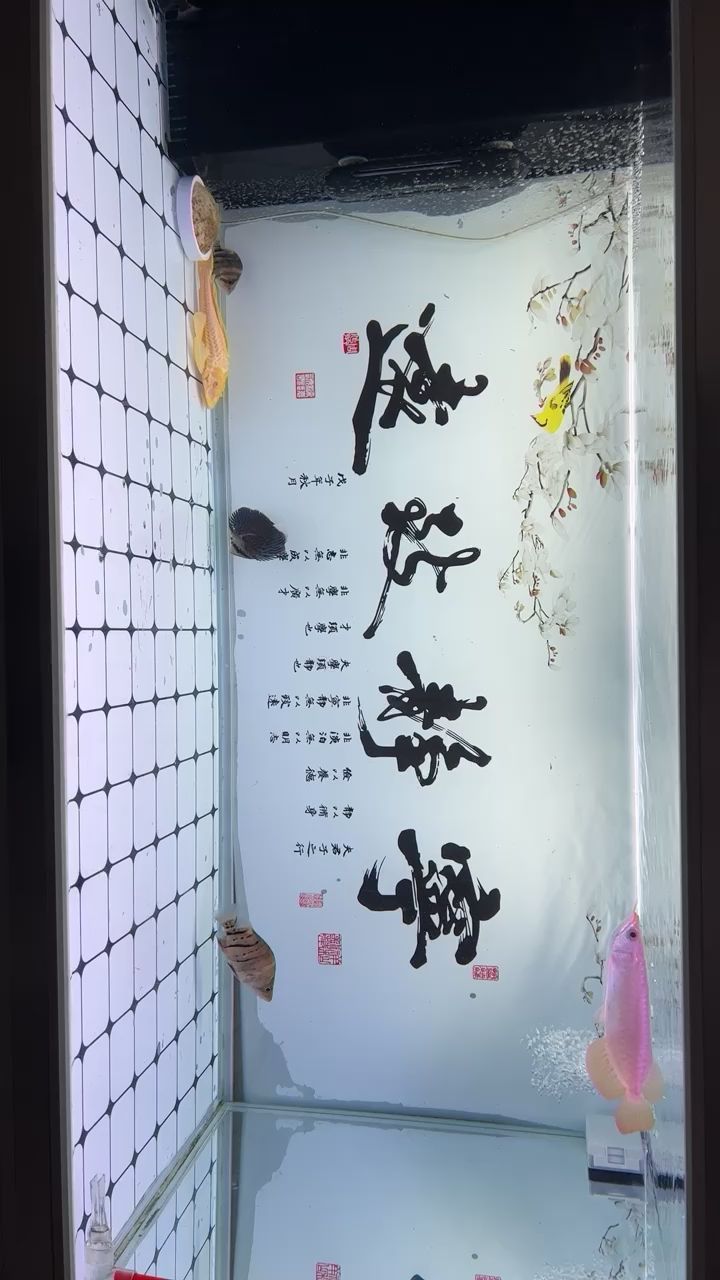 新寵入缸，記錄下 觀賞魚論壇