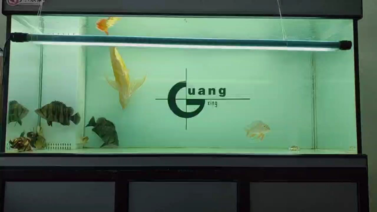 關(guān)于咸陽賣魚缸的地方在哪個位置好的信息 其他品牌魚缸