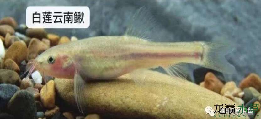 廣西柳州特有的洞穴魚“白蓮云南鰍” 觀賞魚論壇