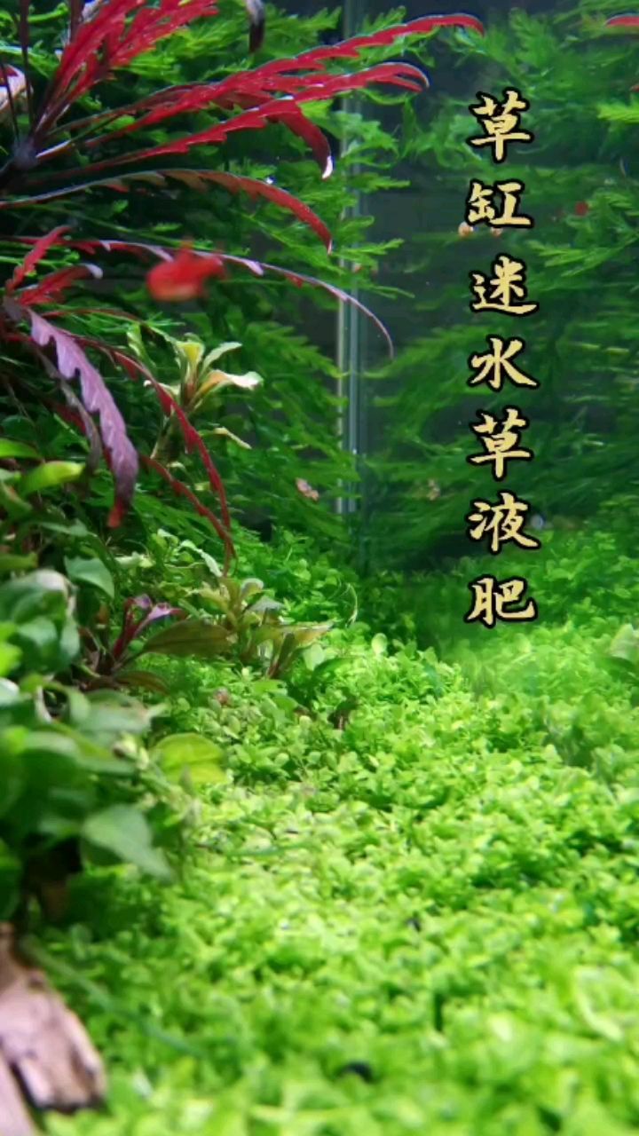 草缸迷液肥 觀賞魚論壇