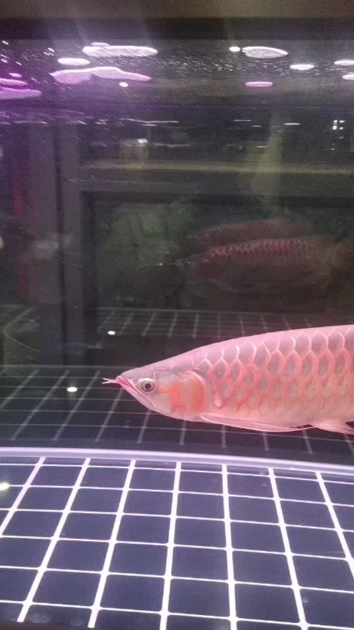 紅龍換缸 觀賞魚論壇