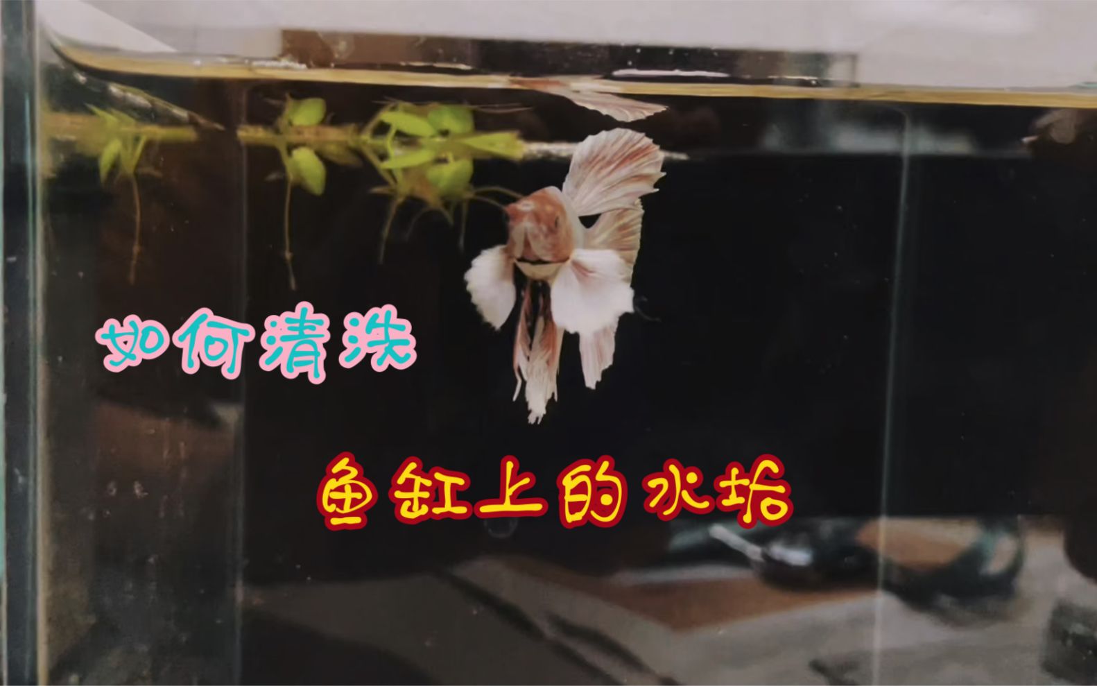 養(yǎng)什么能清理魚缸水垢(用什么東西清洗魚缸污垢好) 孵化器 第2張