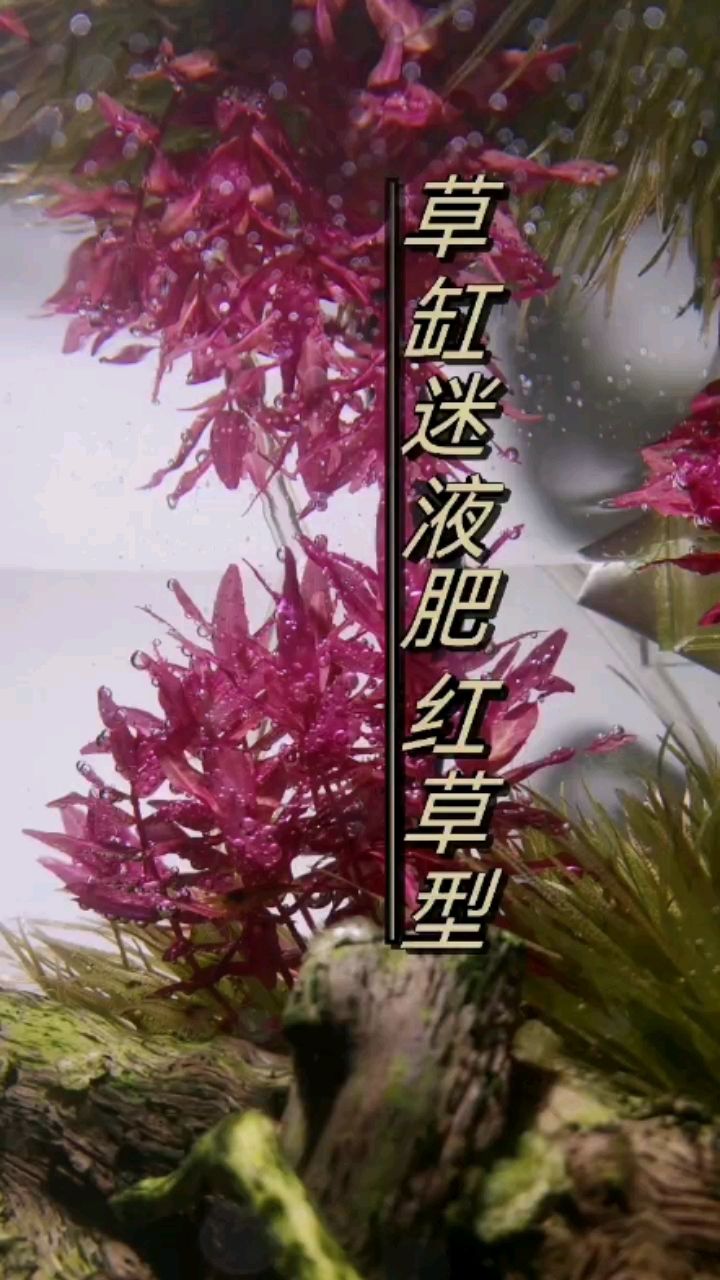 草缸迷液肥—紅草型 觀賞魚論壇