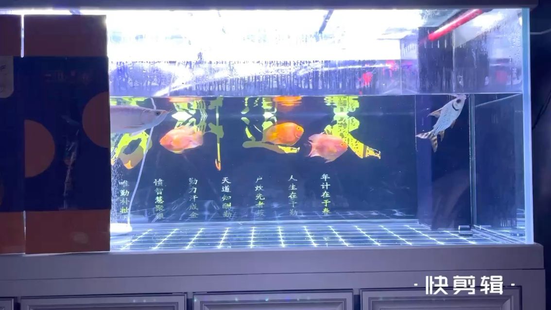 大魚喂了喂小魚 觀賞魚論壇