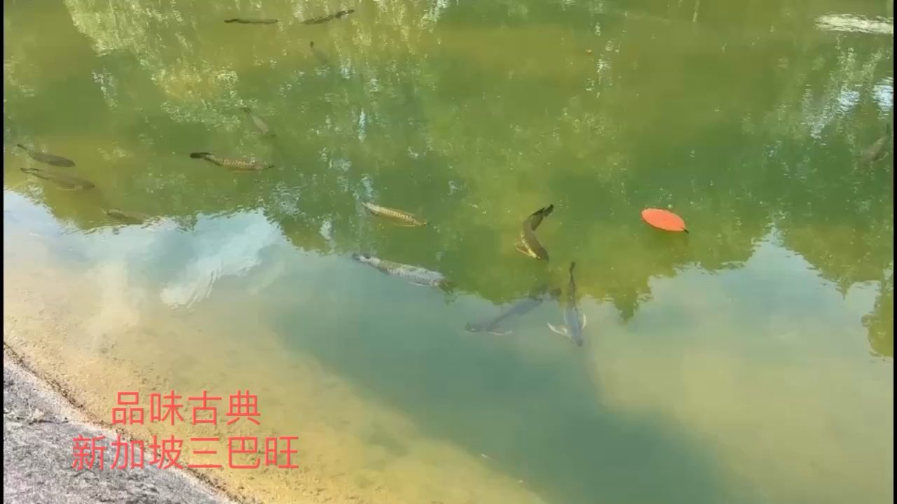 漁場現(xiàn)場 觀賞魚論壇