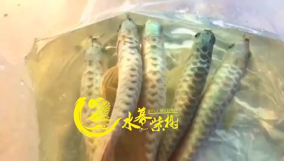 水幕金 空降 觀賞魚(yú)論壇