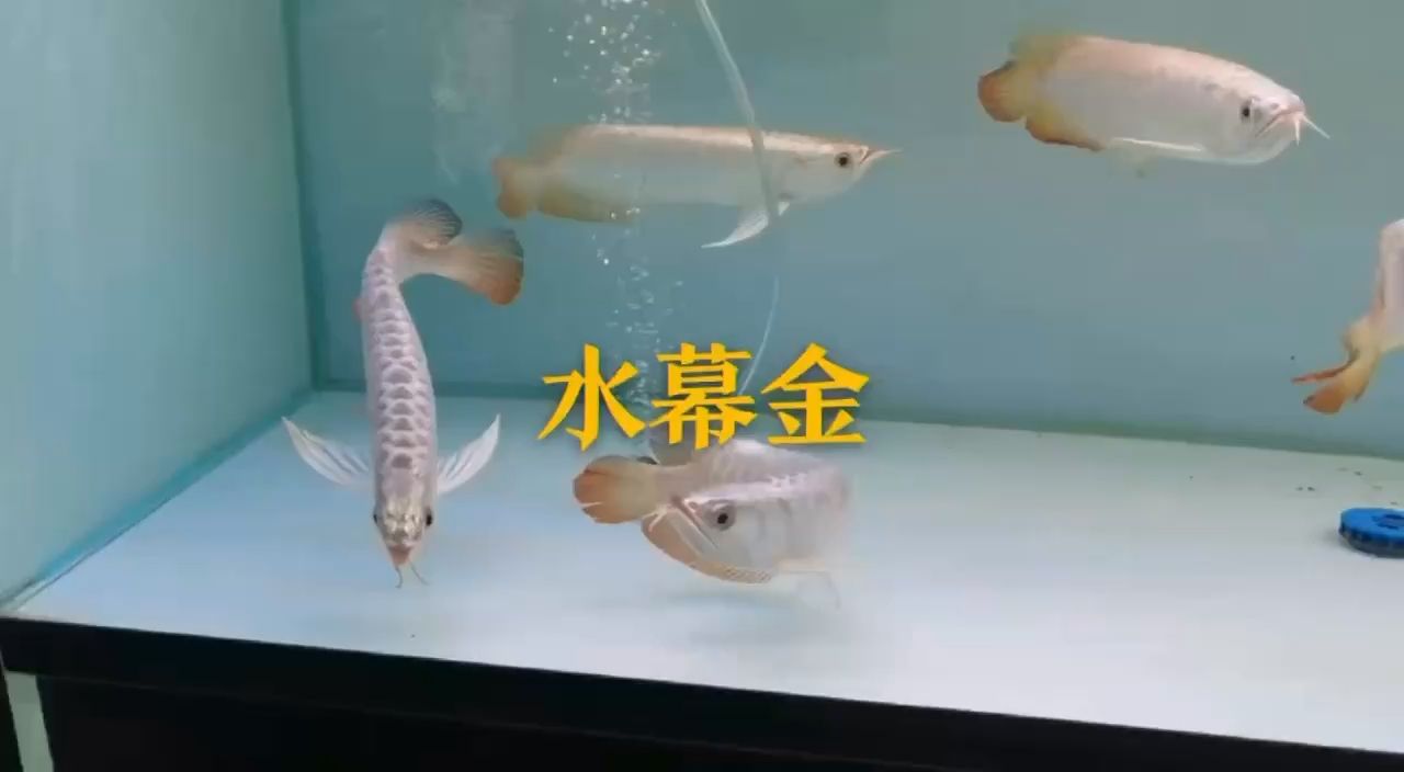 水幕金到 觀賞魚論壇 第1張