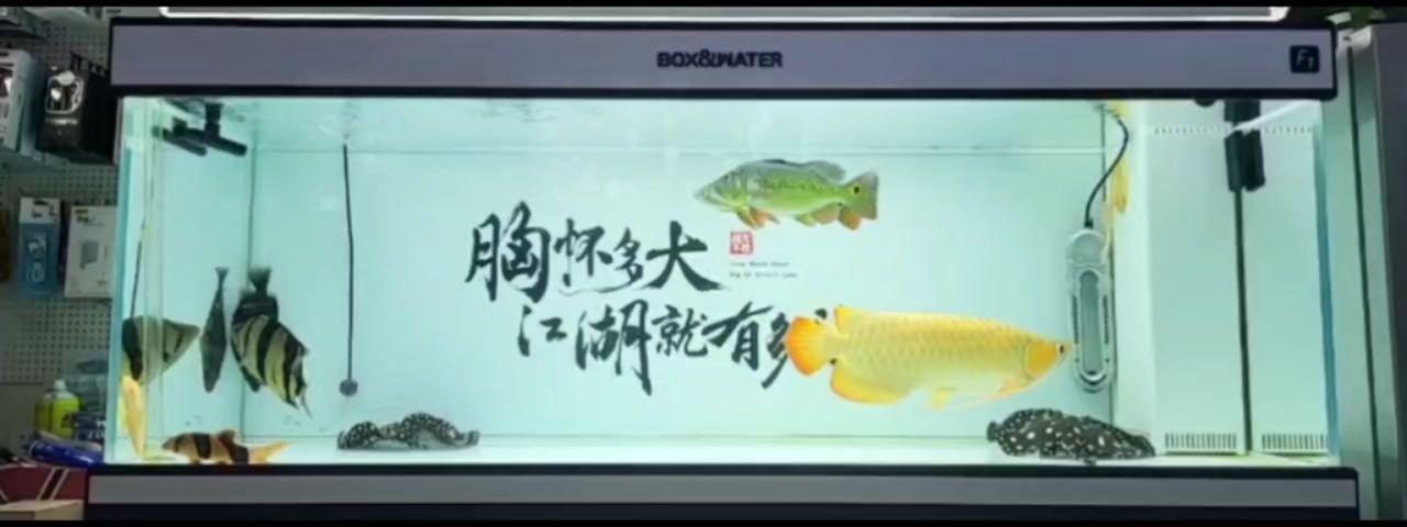 陰天下雨踏實看魚吧！ 觀賞魚論壇