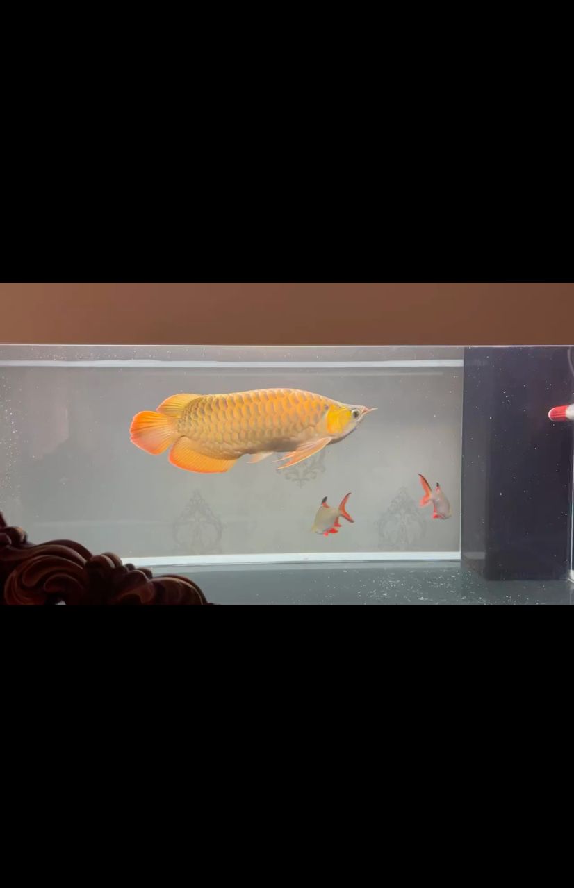 45cm 觀賞魚論壇