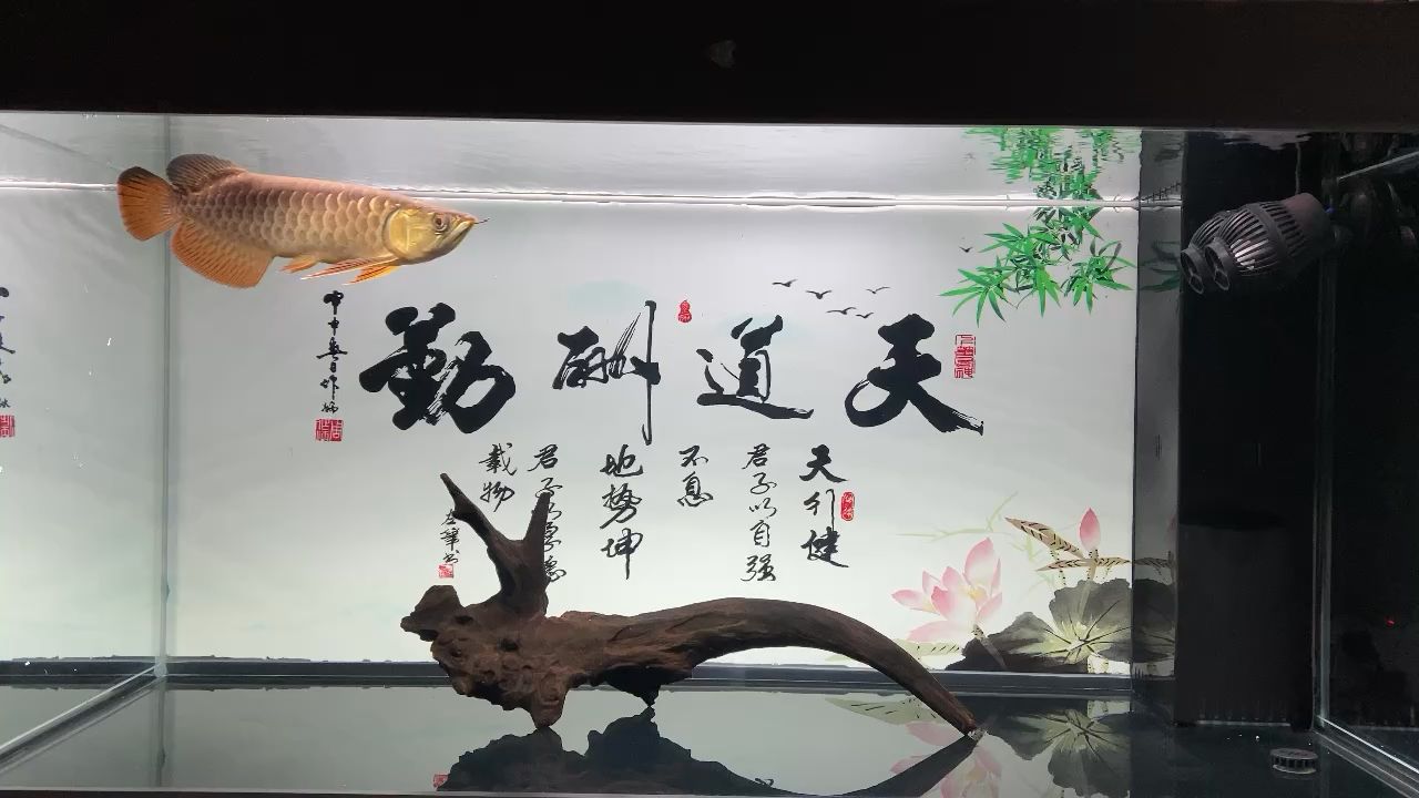 只剩一條，現(xiàn)在游個(gè)夠 觀賞魚論壇