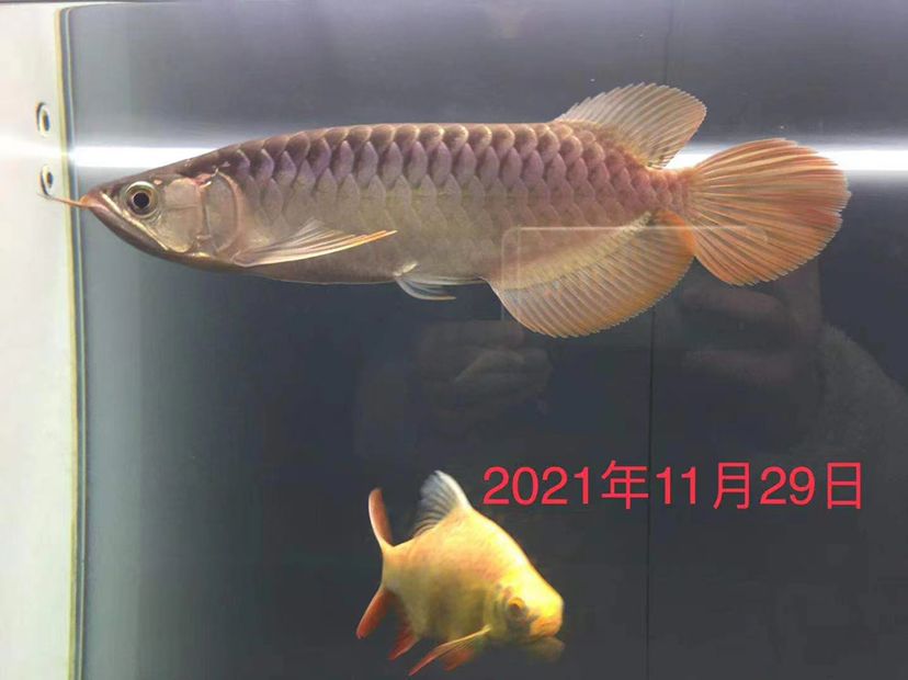 香港魚缸電梯圖片大全大圖（香港魚缸電梯圖片大全大圖視頻） 觀賞魚 第1張