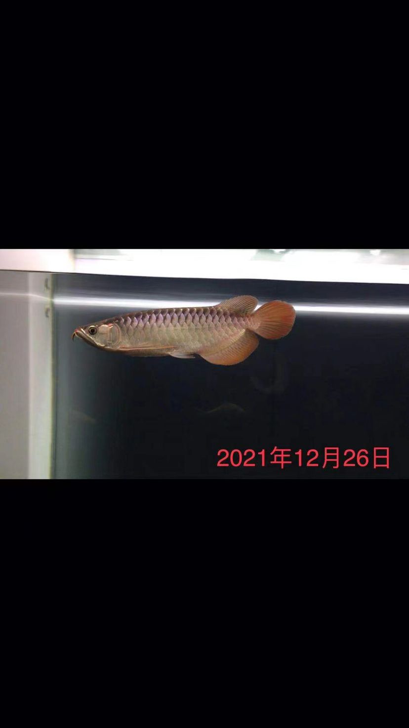 香港魚缸電梯圖片大全大圖（香港魚缸電梯圖片大全大圖視頻） 觀賞魚 第2張