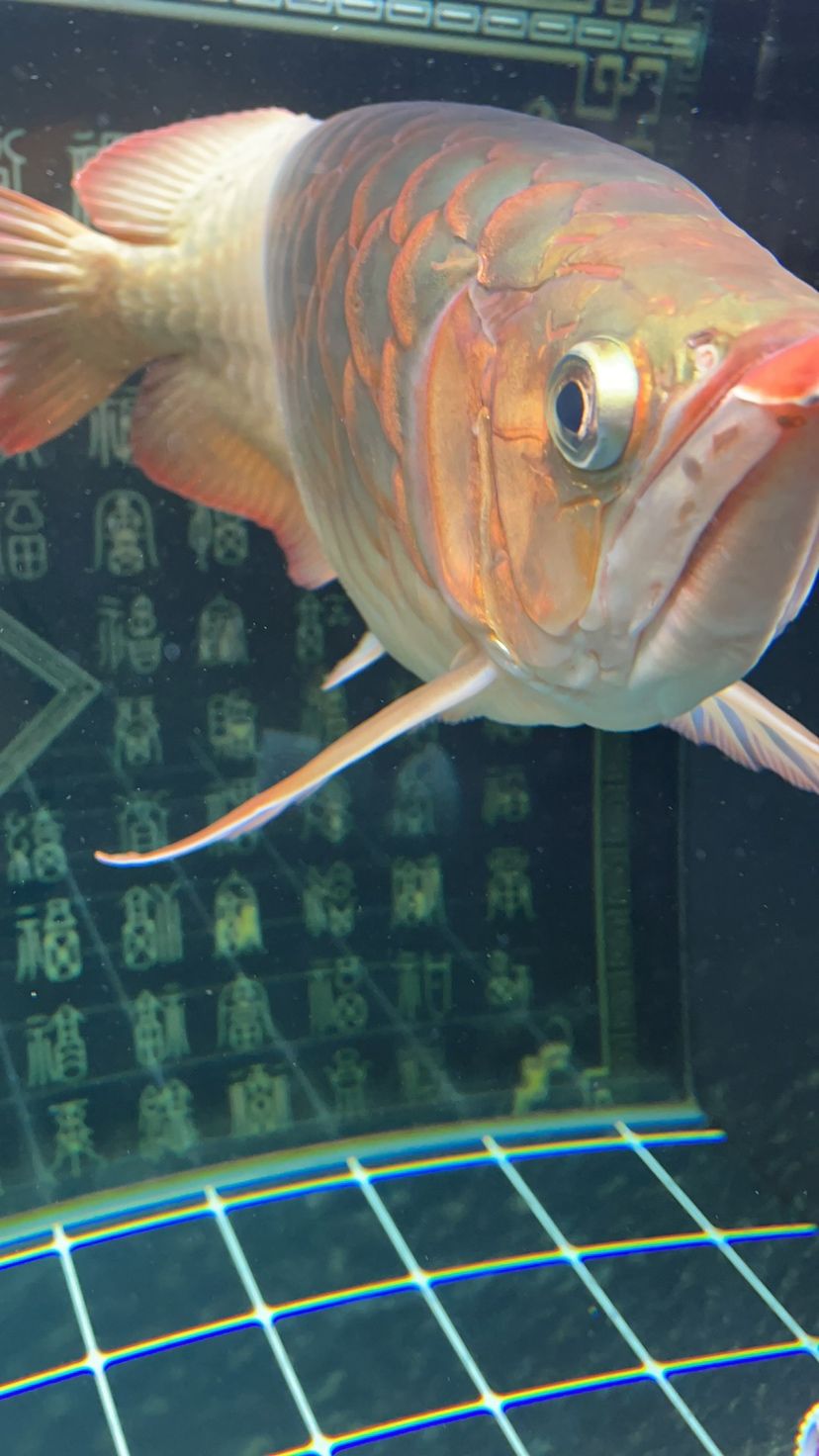 龍魚凸眼，求大神指導(dǎo) 觀賞魚論壇