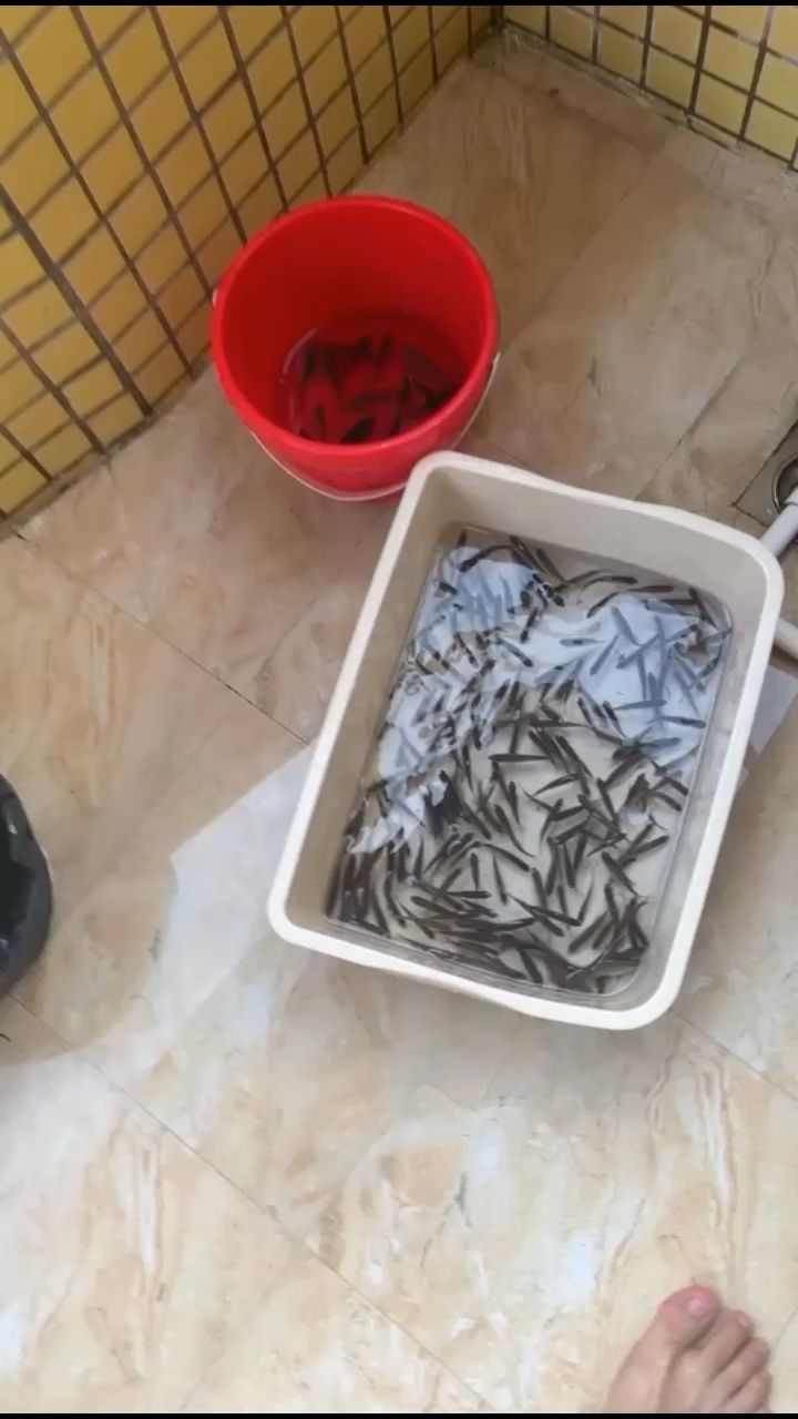 原生態(tài)膀鲏 觀賞魚(yú)論壇 第1張