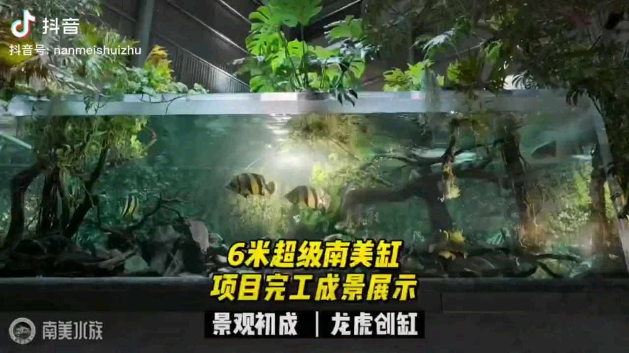 刷抖音刷到的 觀賞魚論壇