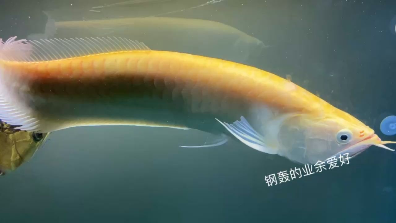 2022/5/10 好久不見 觀賞魚論壇