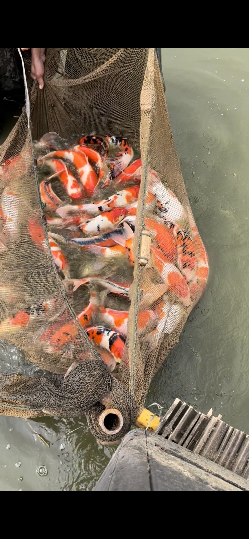 錦鯉繁殖魚苗 觀賞魚論壇 第1張