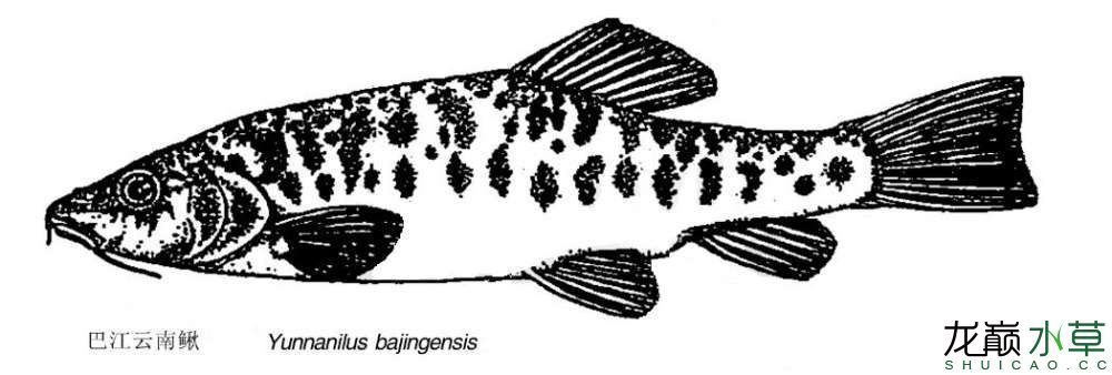 名不見經(jīng)傳的“巴江云南鰍” 觀賞魚論壇