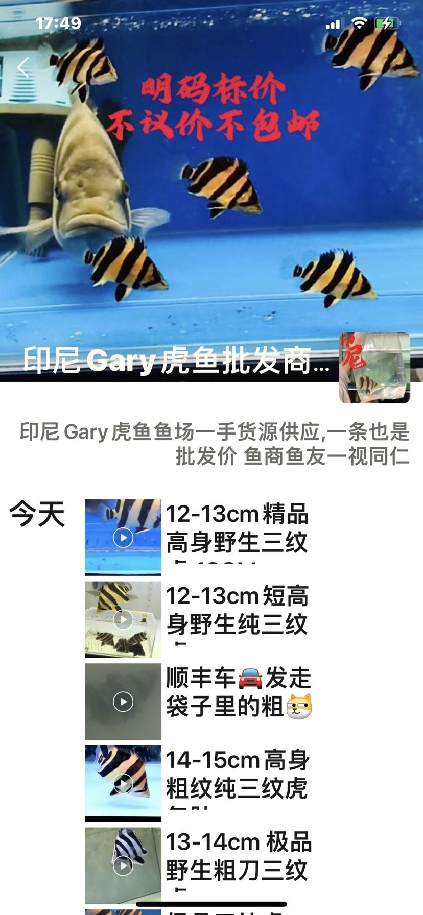 印尼虎魚騙局 觀賞魚論壇 第7張