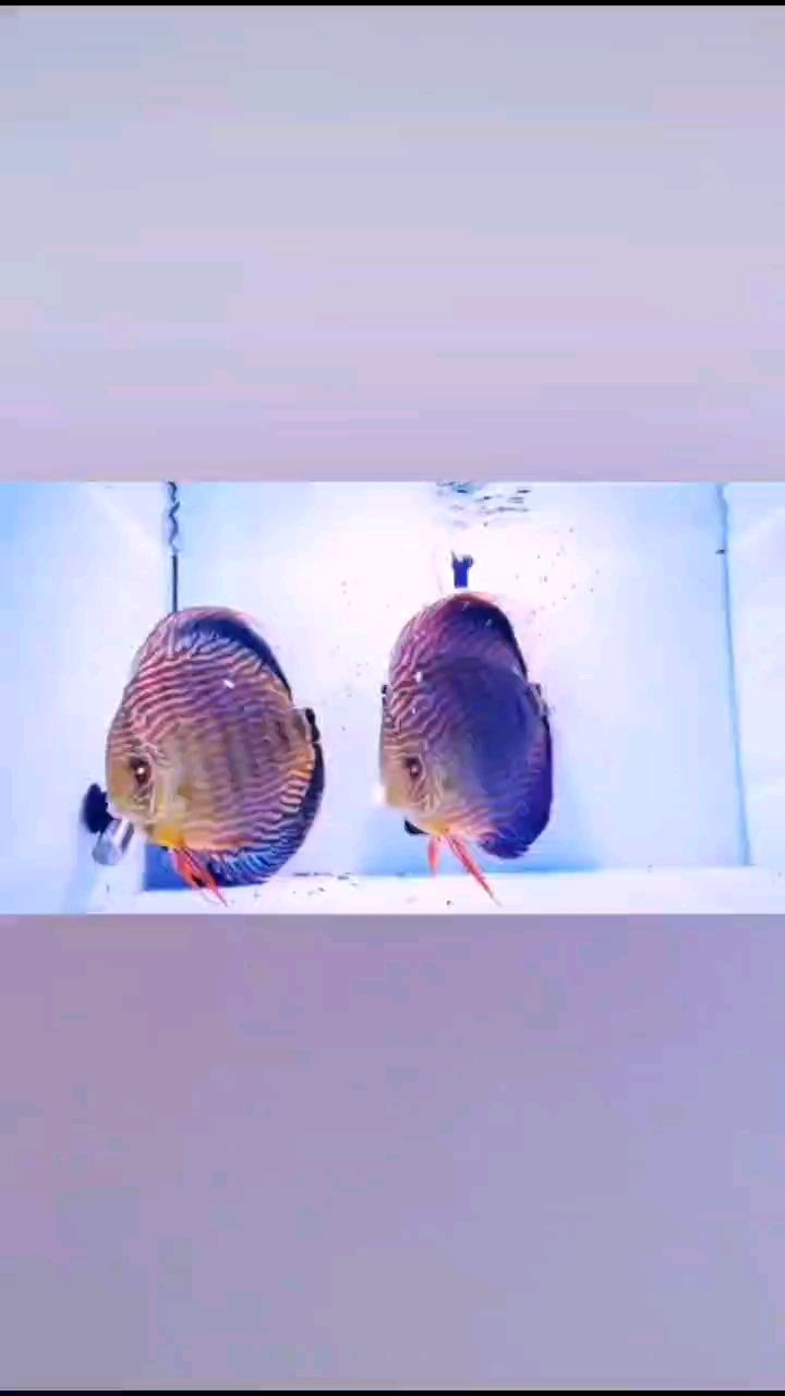 德松七彩神仙魚 觀賞魚論壇