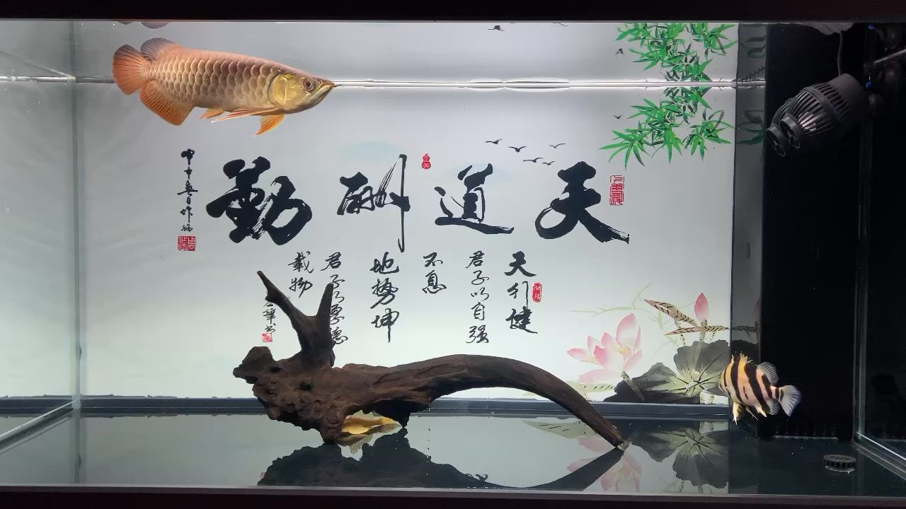 加了一條虎魚[ciya] 觀賞魚論壇