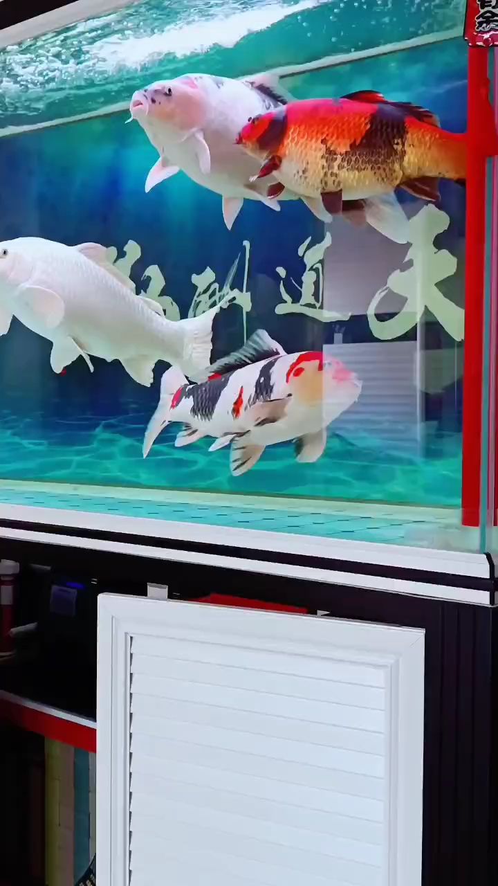 ?? 觀賞魚論壇