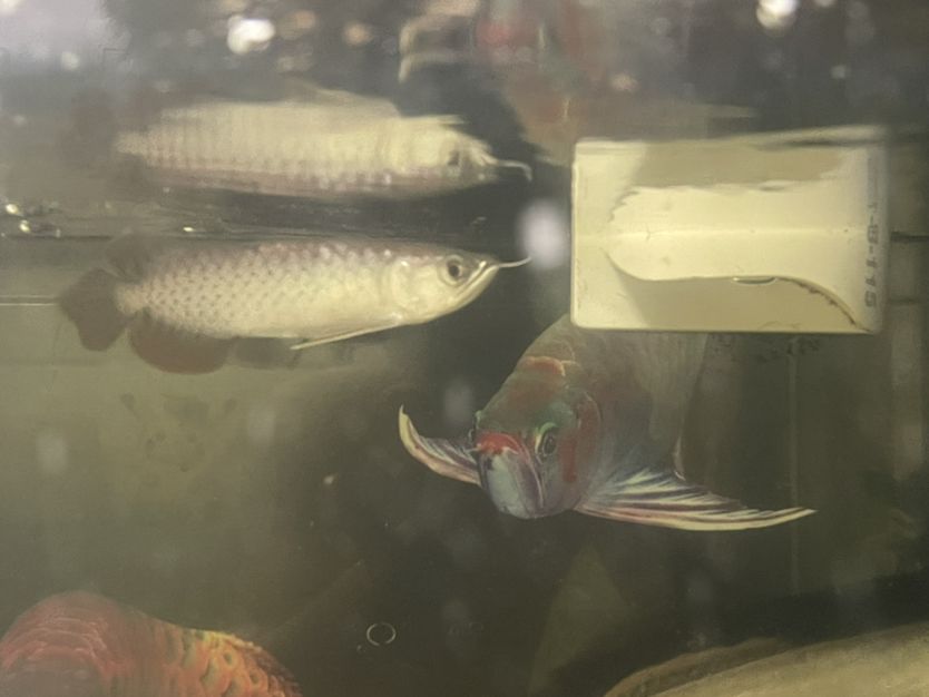 龍魚(yú)一個(gè)月了也不是到是什么品種 觀賞魚(yú)論壇 第2張