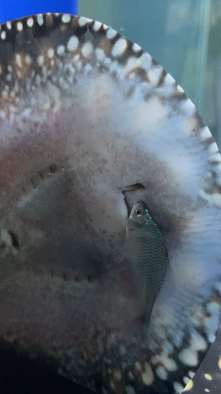 好久沒逛龍巔了發(fā)個吃食狀態(tài) 觀賞魚論壇