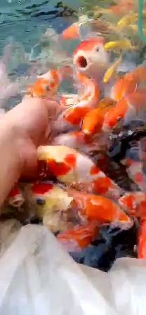 吃手魚，看看我們自己配的飼料 觀賞魚論壇 第1張