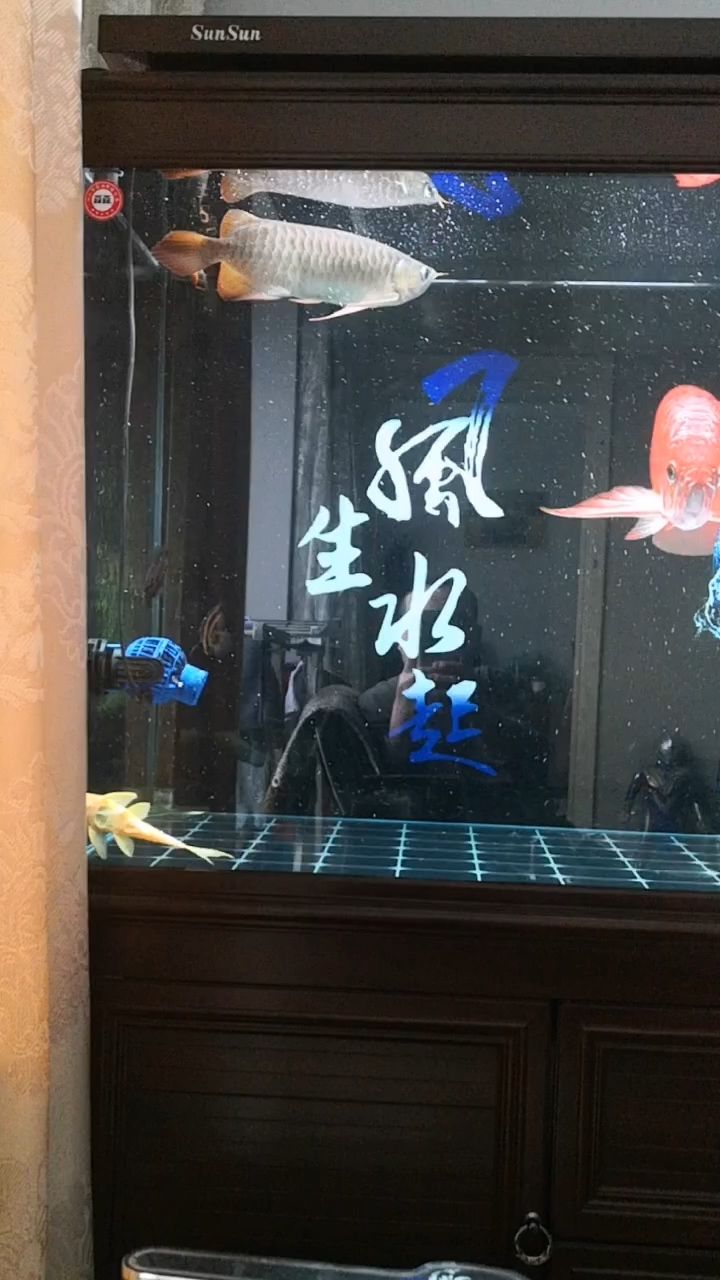 我這魚(yú)咋不紅呢？求指教 觀賞魚(yú)論壇