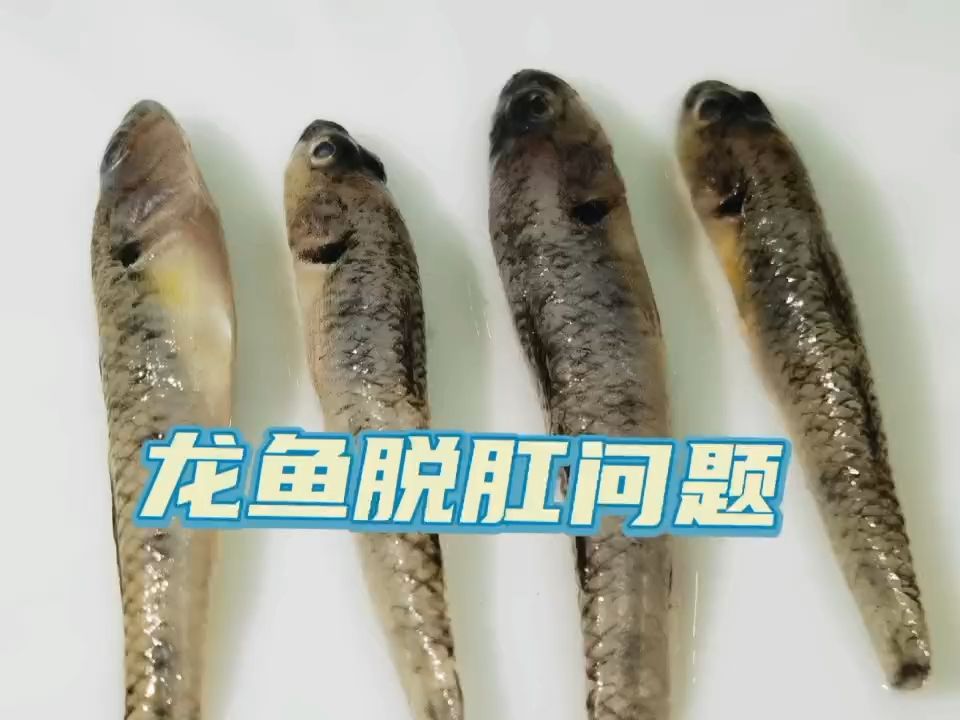 食物引起 觀賞魚(yú)論壇