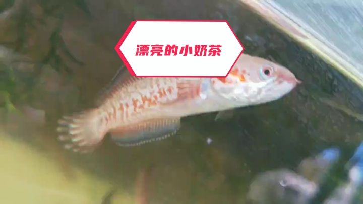 小奶茶雷龍 觀賞魚論壇