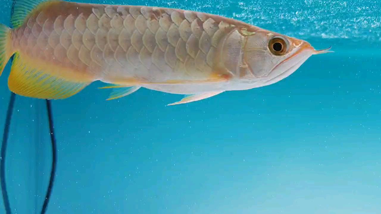 小缸養(yǎng)龍魚， 觀賞魚論壇