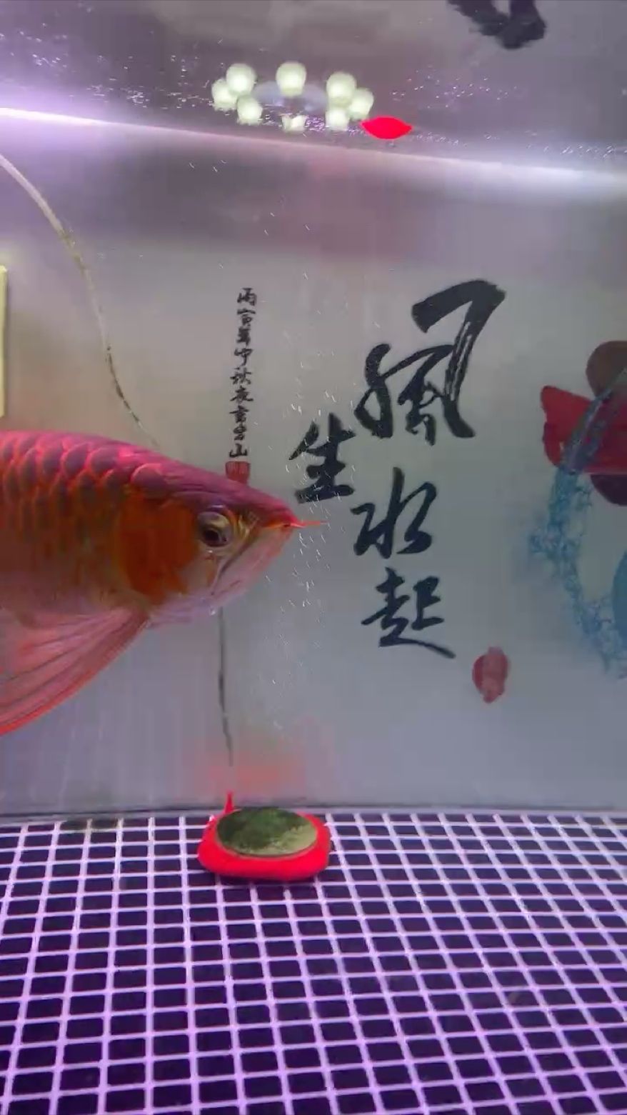 單邊掉眼，求大神指點(diǎn)解決 觀賞魚(yú)論壇 第1張