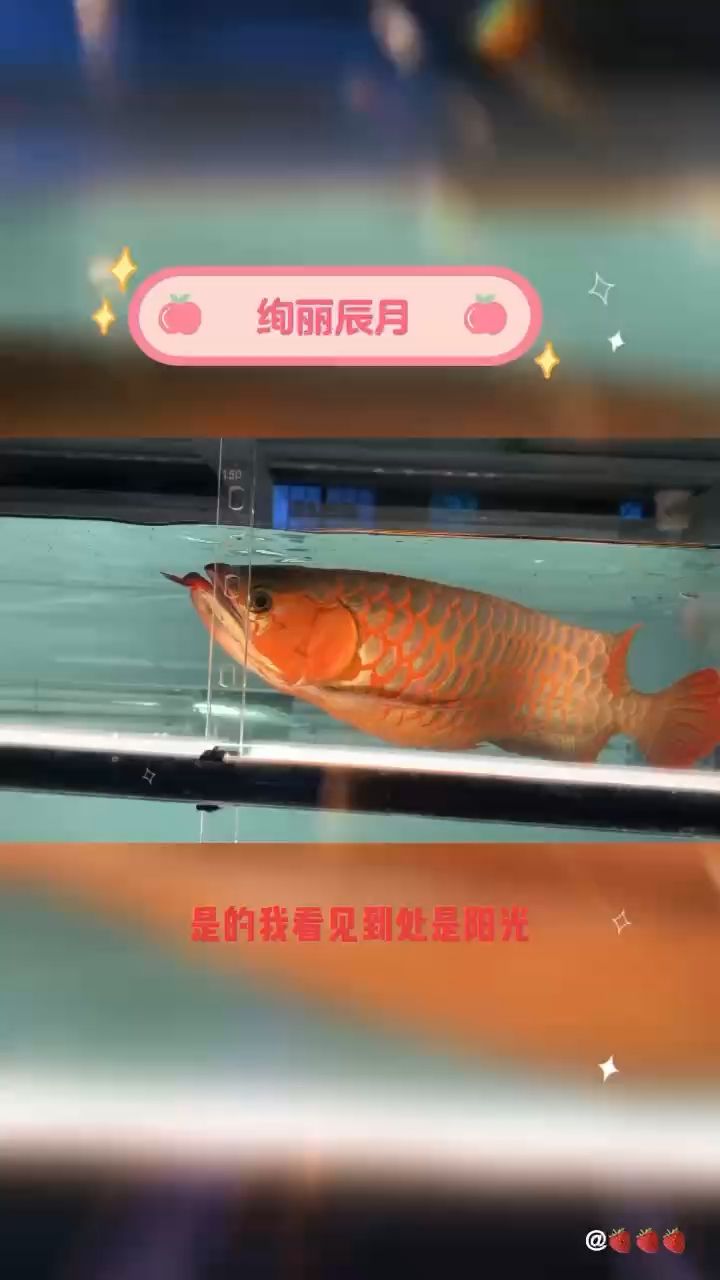 好久不見啊 觀賞魚論壇 第1張