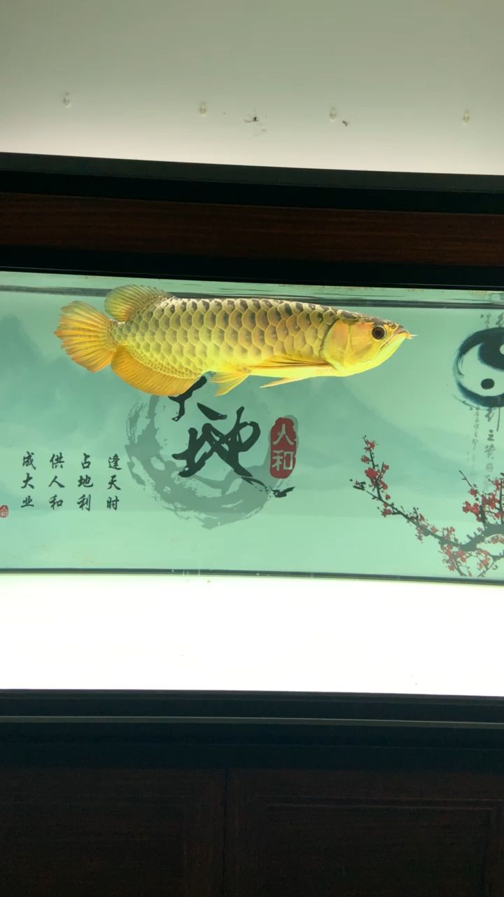 金出天際 觀賞魚論壇